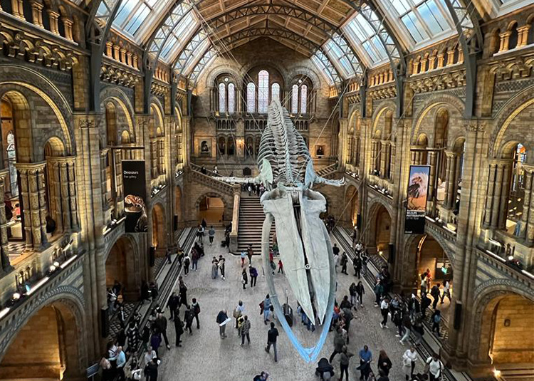 Sala con esqueleto de ballena en el Museo de Historia Natural de Londres