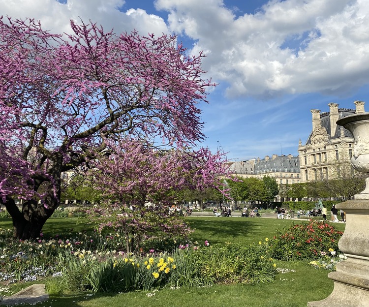 u cerezo en flor junto al edificio del museo del louvre